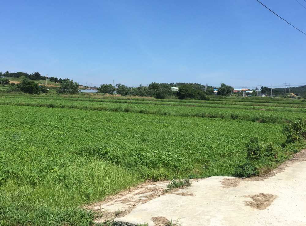 ▲ 전략작물 직불금- 해남 마산면 용전들녘(논콩)