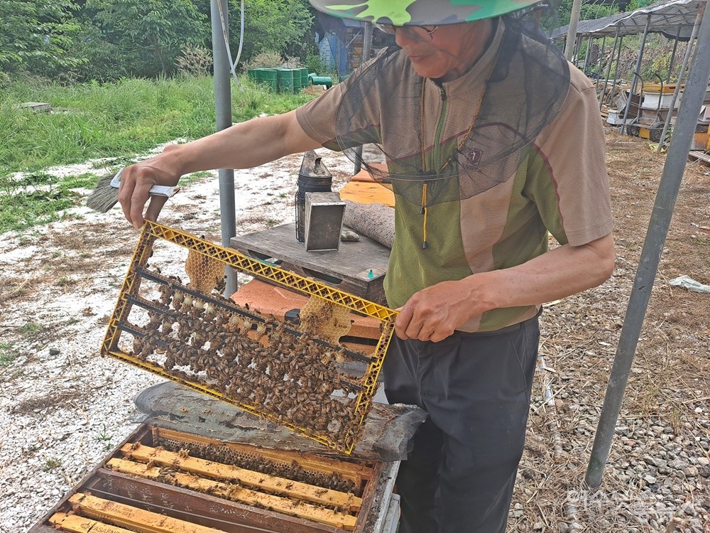 ▲조요한씨가 벌통에서 벌집을 꺼내 이충한 여왕벌에 대해 설명하고 있다.  ⓒ조찬현