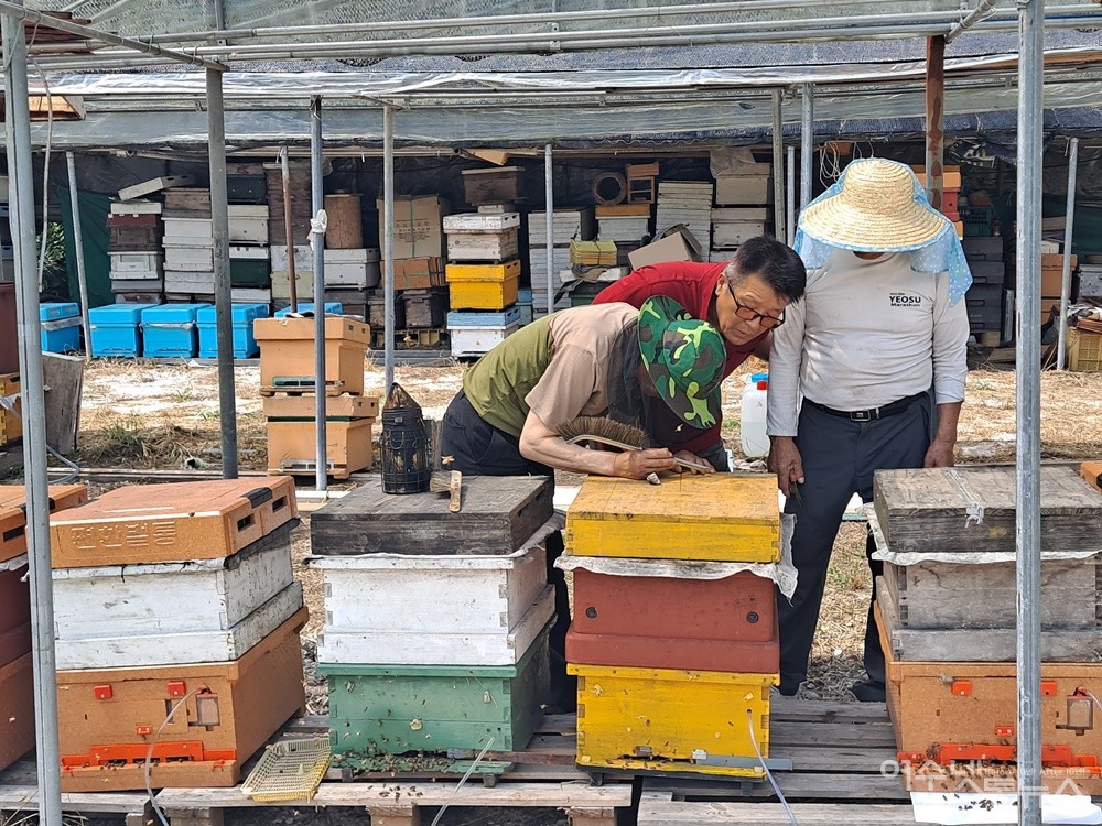 ▲여수 만성리의 한 양봉 농가에서 서형국씨와 양봉업자들이 여왕벌 유충의 상태를 살펴보고 있다. ⓒ조찬현