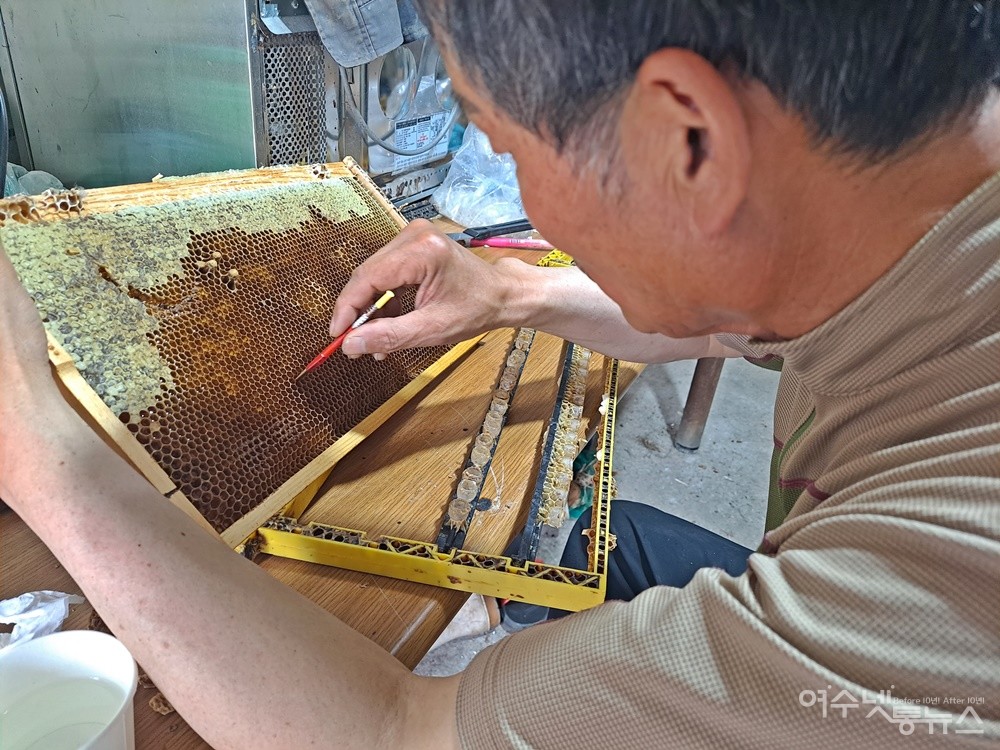 ▲조요한씨가 여왕벌을 만들기 위해 이충 작업을 하고 있다.  ⓒ조찬현