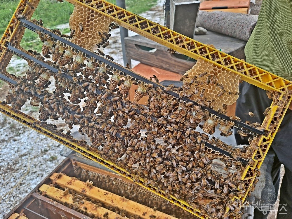 ▲왕완에 이충한 꿀벌 애벌레를 키워 여왕벌을 만든다. ⓒ조찬현