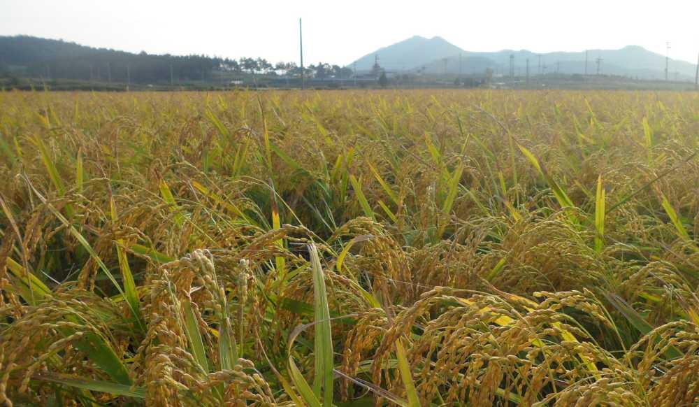 ▲ 벼 재배현장