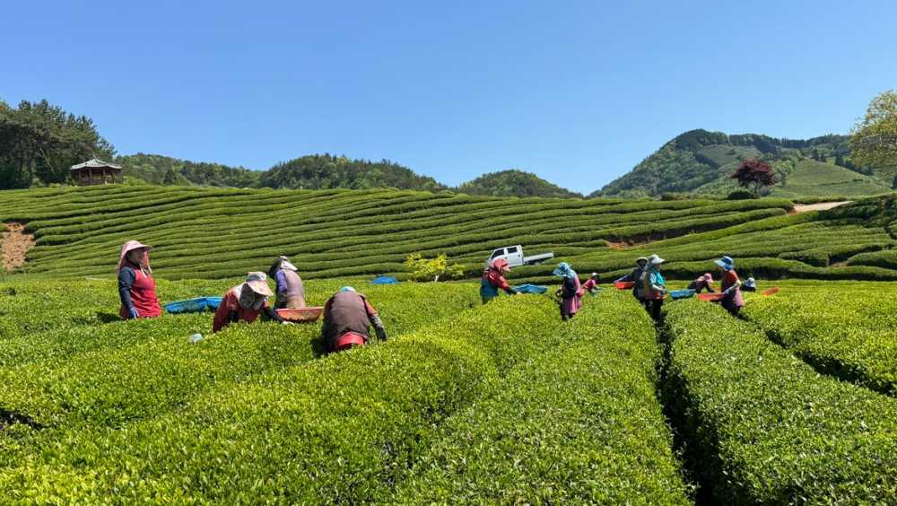 ▲ 농촌일자리 현장