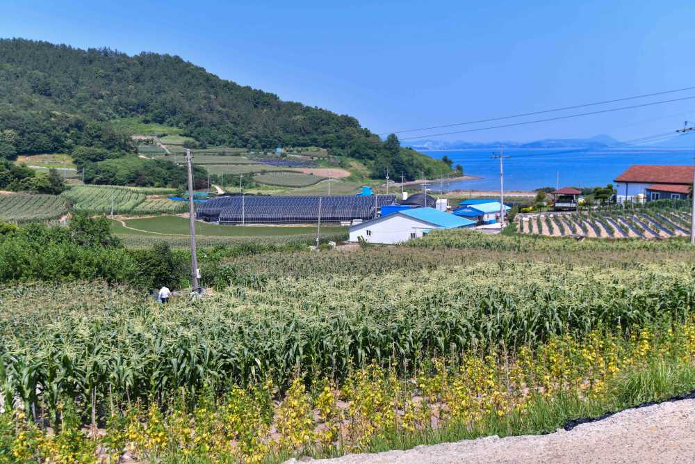 ▲ 여수시 화양면 용주마을 옥수수