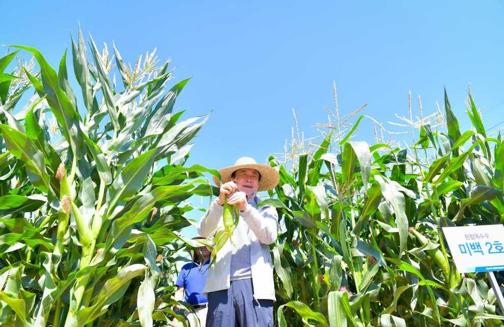 ▲ 정기명 여수시장이 옥수수 첫 수확을 맞아 용주마을을 방문해 옥수수 홍보에 나섰다.