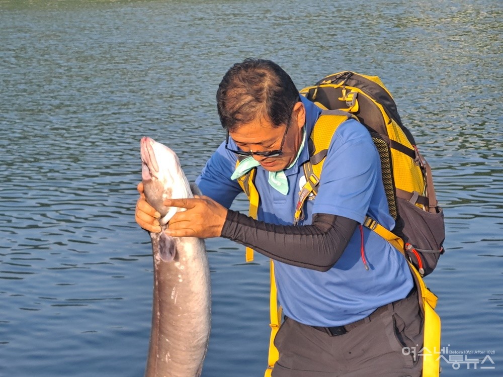 ▲거문도 바다에서 잡은 자연산 붕장어다. 한 마리의 무게가 무려 9.5kg, 엄청난 대물이다. ⓒ조찬현