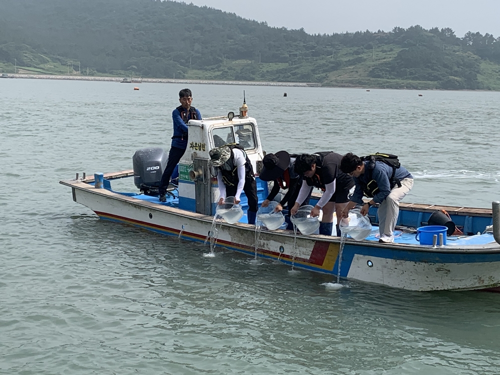 ▲ 대맛조개 종자 방류
