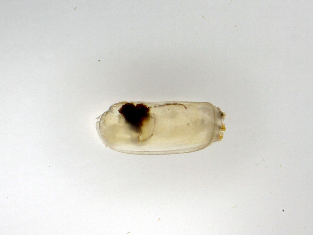 ▲ 대맛조개 종자(2.5mm)