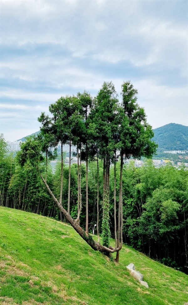 ▲ 여수시 웅천 예술의 섬 장도에 자생하는 하프나무, 장도의 새로운 명물로 떠오르고 있다.ⓒ 정영우