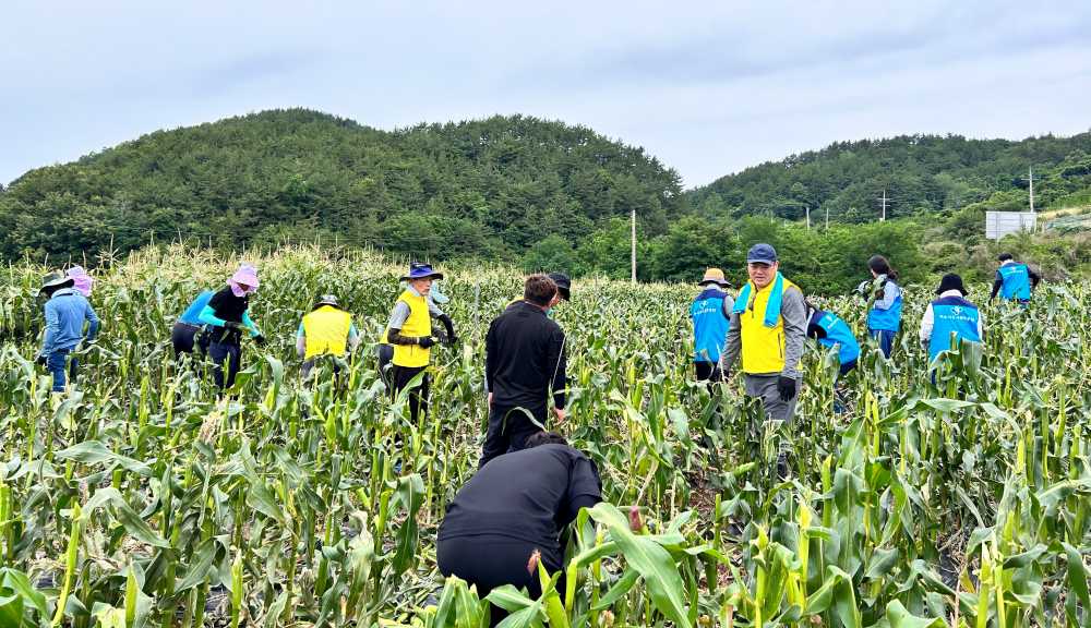 ▲ ‘범농협 한마음 농촌일손 지원의 날’ 행사