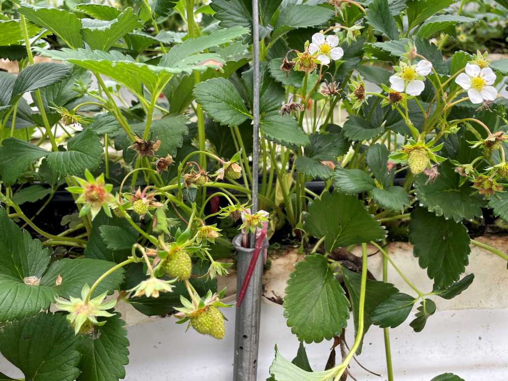 ▲ 일조량 부족 피해-담양 딸기