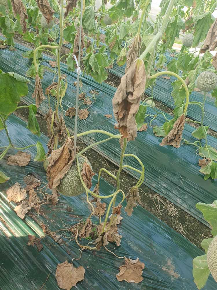 ▲ 일조량 부족 피해-나주 멜론