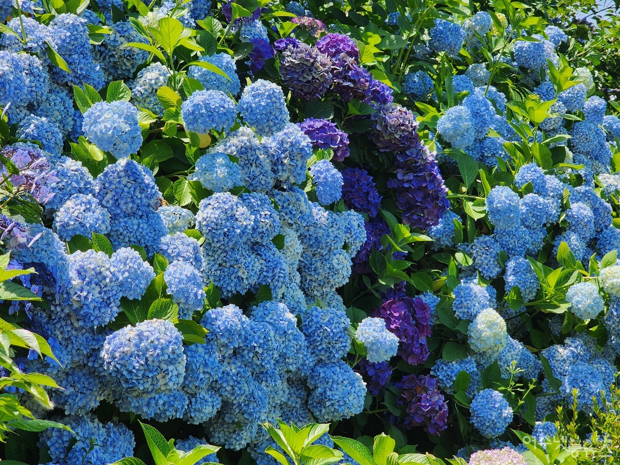 ▲ 전라남도 예쁜정원 콘테스트에서 최우수상을 수상한 농부의 정원 그로브에 만개한 수국 ⓒ심명남