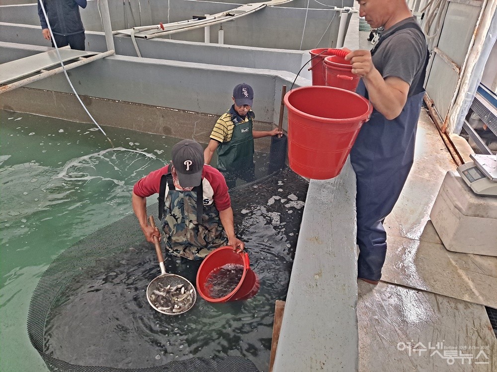 ▲여수 돌산읍 우두리 경양수산에서 사육 관리한 참조기 치어다. ⓒ조찬현
