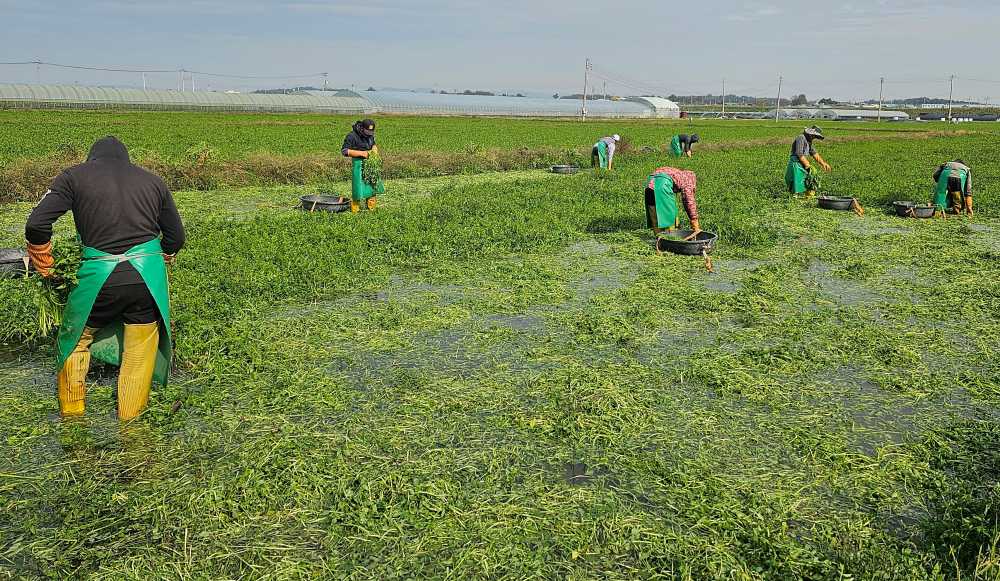 ▲ 농업정책자금 지원- 미나리 수확현장(나주)