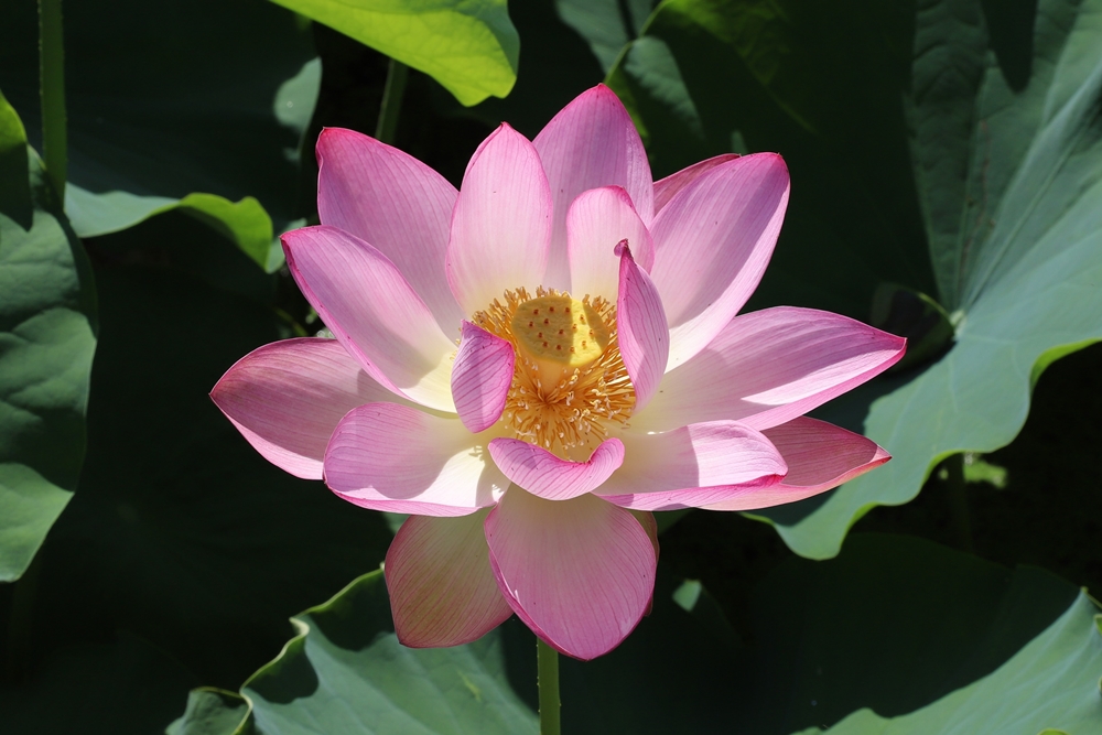 ▲함안군은 ‘아라홍련’의 부활을 기념, 옛 가야지구의 천연늪지 10만 9,800㎡를 활용해서 자연 친화적인 연꽃테마파크를 만들었다.