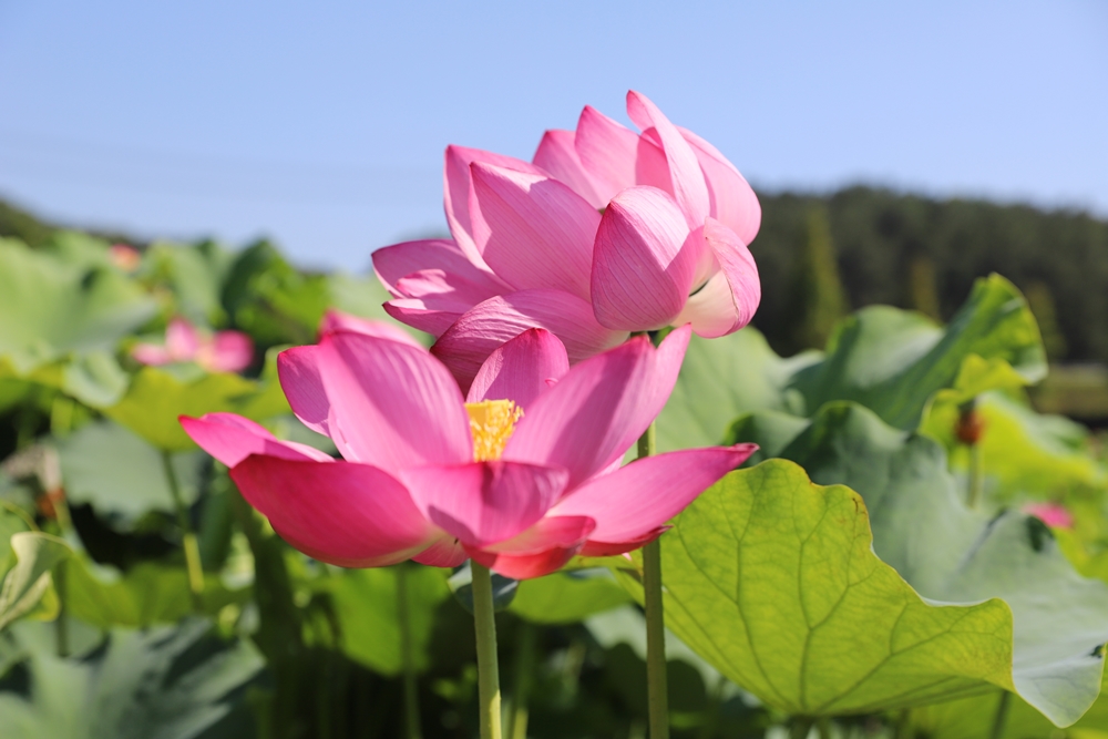 ▲ 진흙탕 속에서도 순결하고 아름다운 연꽃이 피는 모습을 보고, 선비들은 속세에 물들지 않는 군자의 꽃이라 표현했다. 