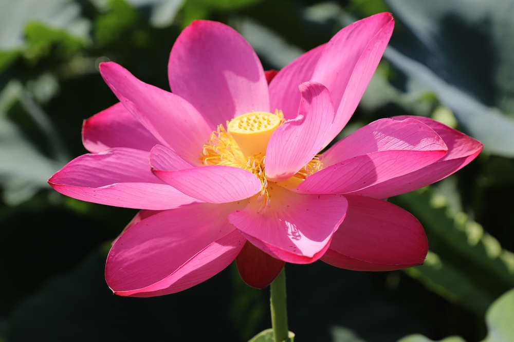 ▲ 함안연꽃테마파크는 7월말이 절정기다. 