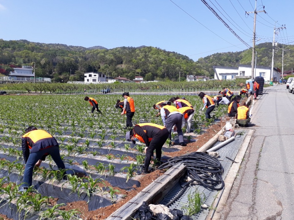 ▲농촌일손돕기 모습