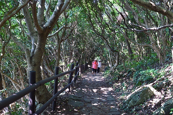 ▲목넘어 해안을 건너서 거문도 등대까지 가는 길에서 만나는 동백나무 숲 터널 모습. ⓒ 박호성