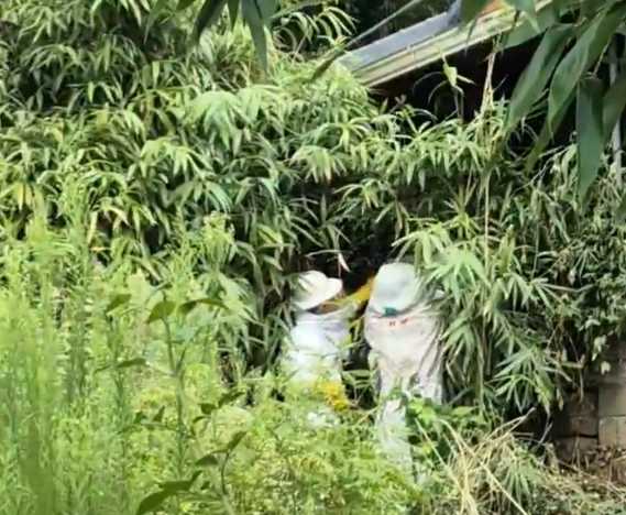 ▲ 소라119안전센터 벌집제거 활동