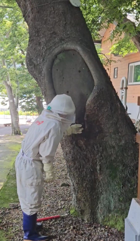 ▲ 소라119안전센터 벌집제거 활동