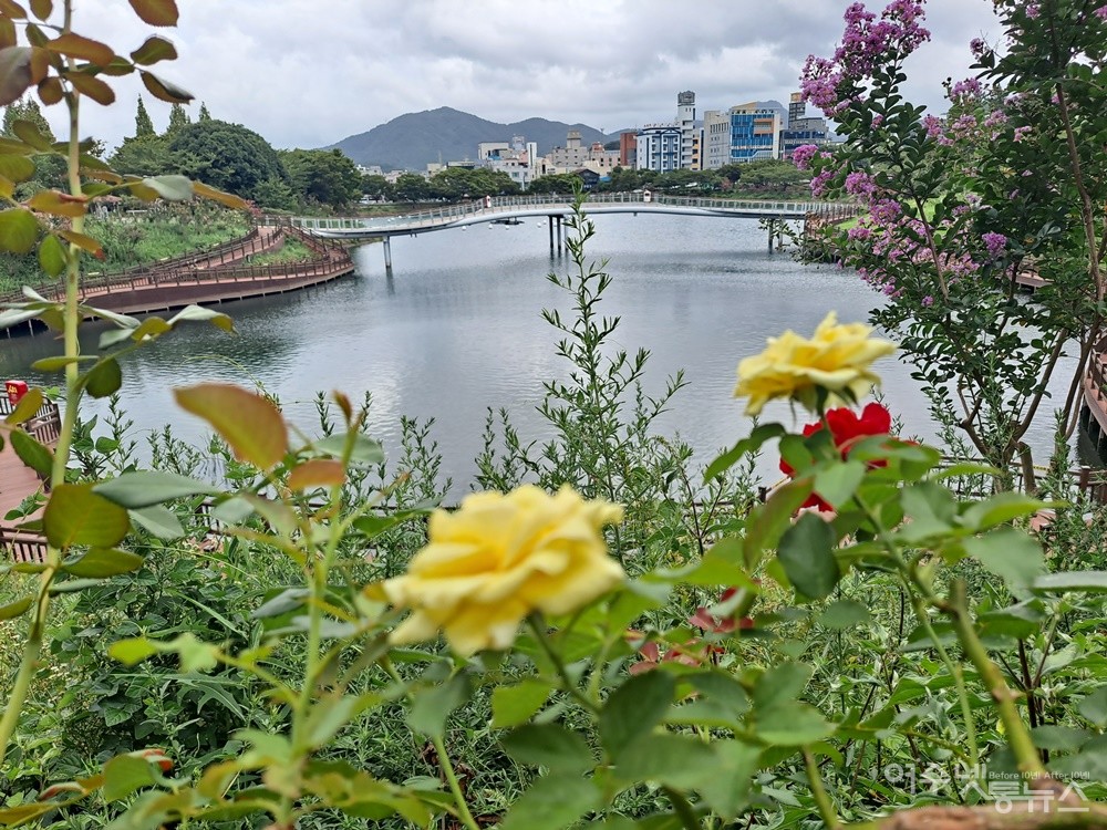▲여수 성산공원에 노란 장미, 빨간 장미가 곱게 피었다. ⓒ조찬현