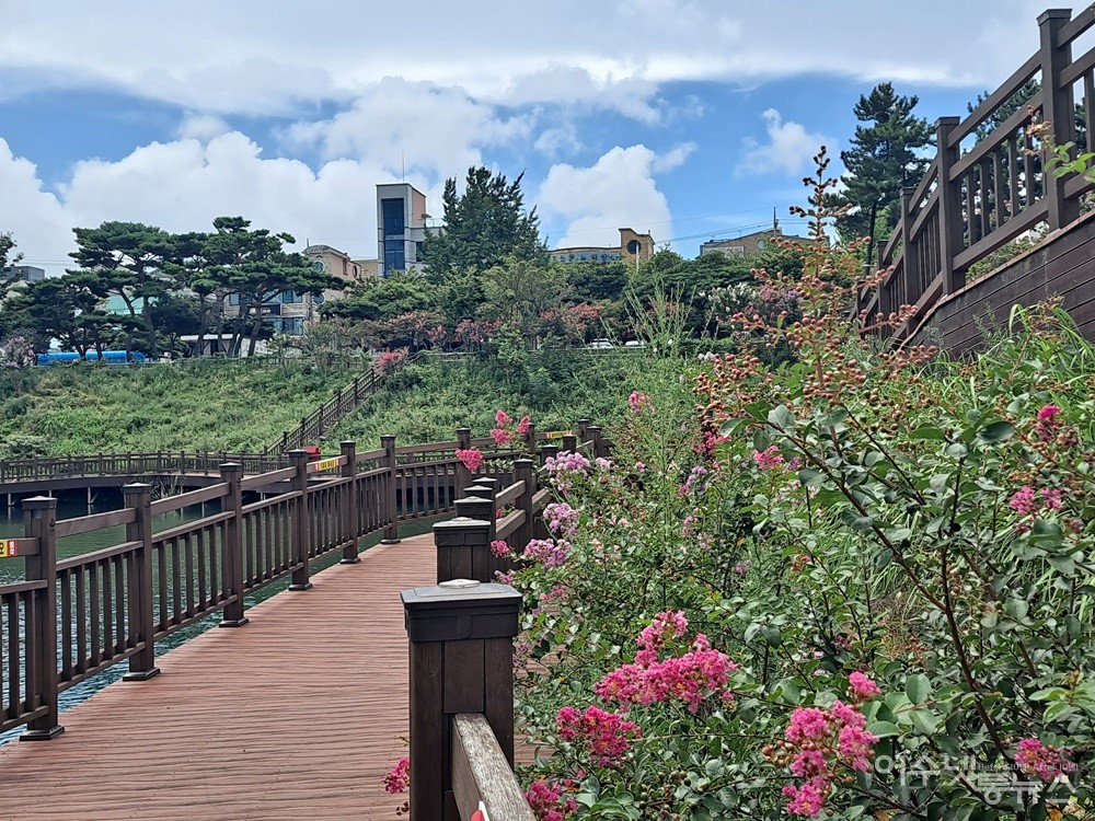 ▲성산공원 호수 데크길에 배롱나무꽃이 활짝 피었다. ⓒ조찬현