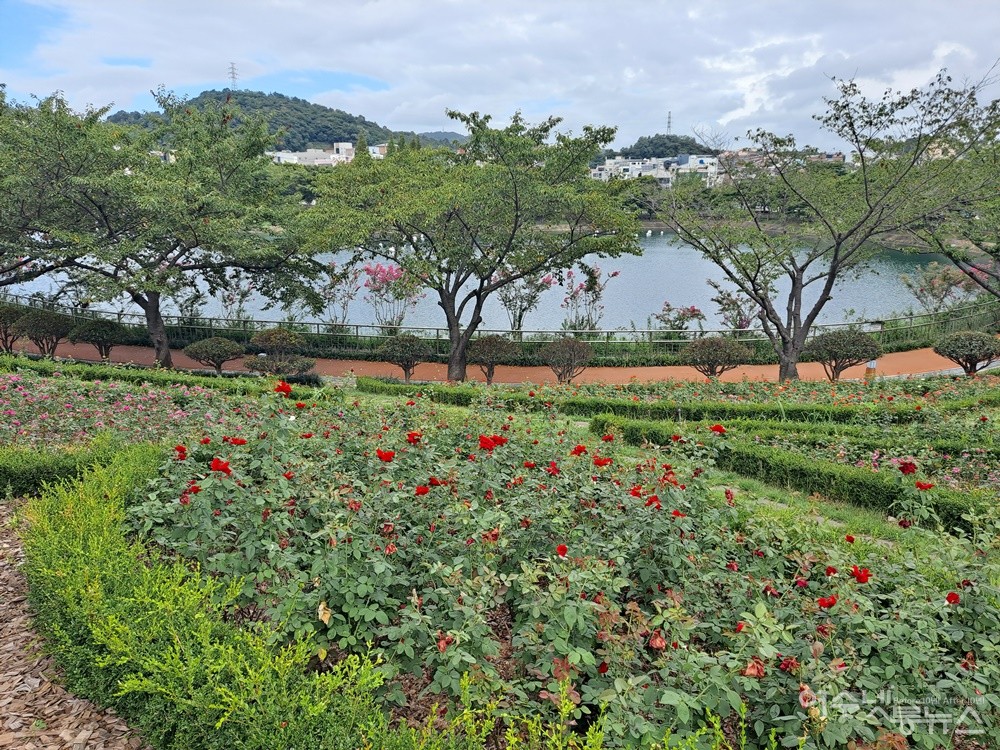 ▲2010년에 조성된 장미 동산의 일부다. ⓒ조찬현