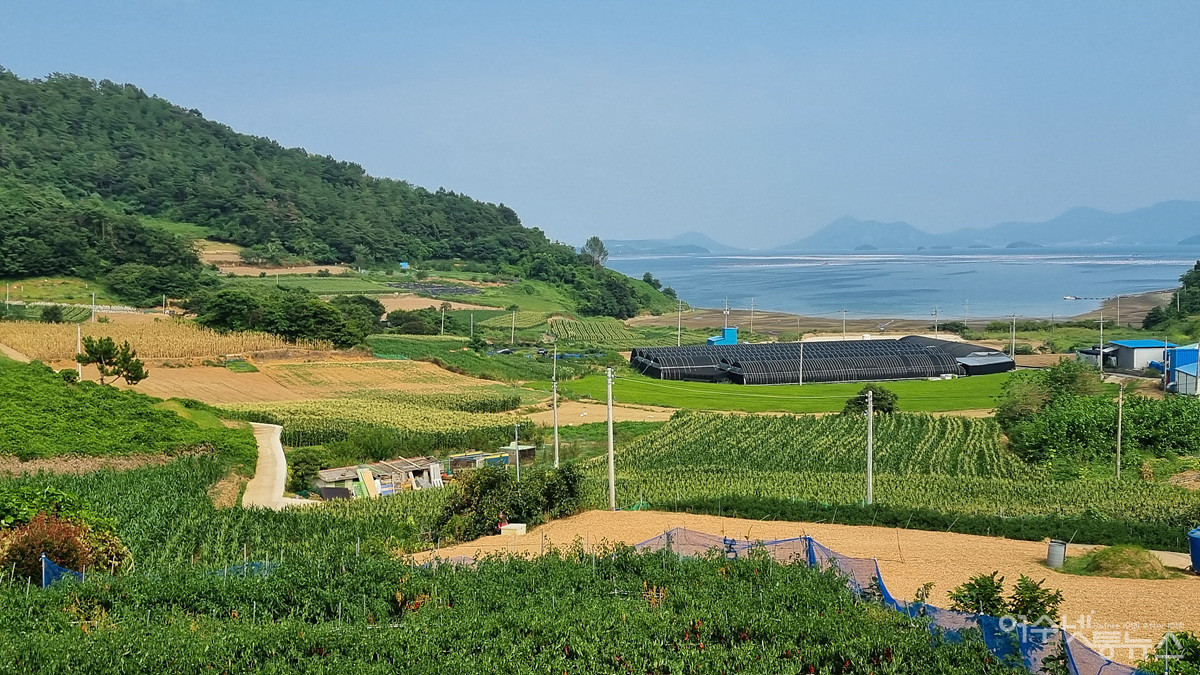 ▲여수 화양면 황금흑찰 재배단지 ⓒ여수시