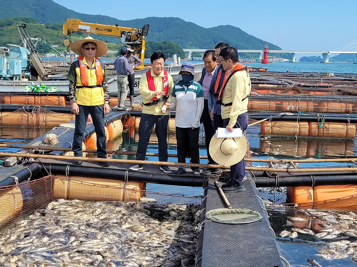 ▲여수시는 고수온으로 양식어류 폐사 피해를 본 어가를 대상으로 추석 전까지 재난지원금을 지급한다. ⓒ여수시