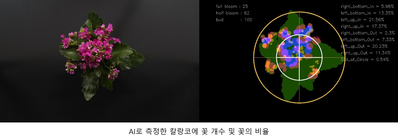 ▲ 전남대 이영분 교수팀 꽃 품질 측정기술(그래픽) ⓒ전남대학교