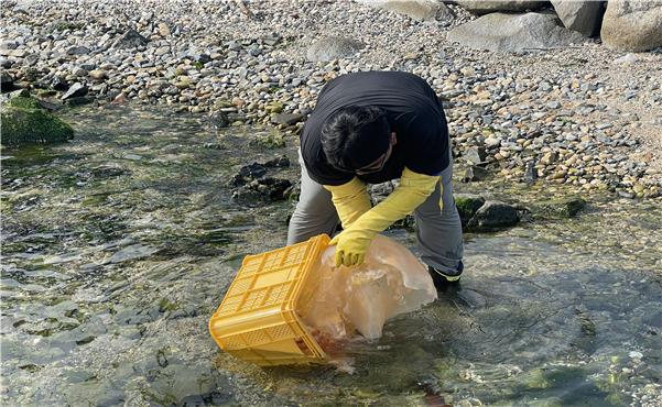 ▲ 해파리와 유해 해조류 등을 활용하여 전도성 카본 소재 ‘젤로스(JELLOS)’를 생산하는 주식회사 포엠 ⓒ(사)전남여수산학융합원