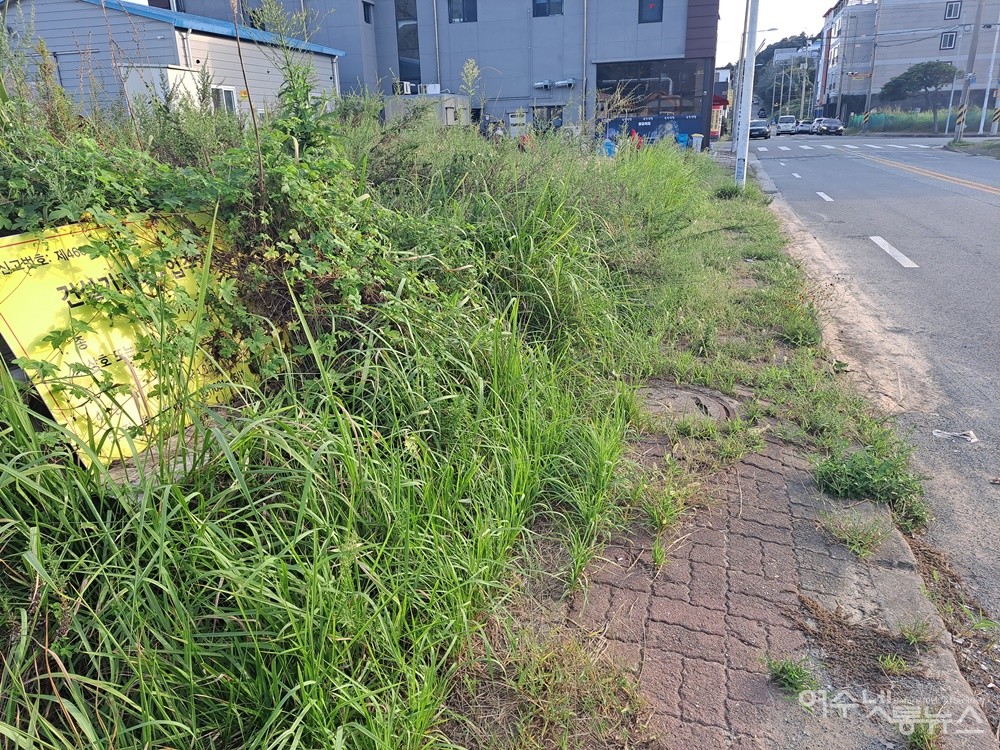 ▲인도에는 잡초가 무성하게 자라 풀밭을 연상케 한다.  ⓒ조찬현