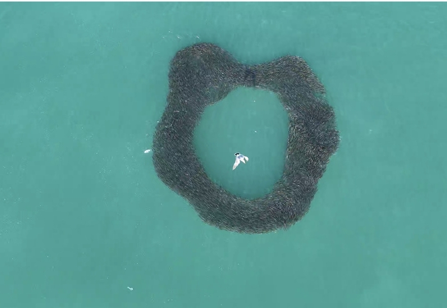 ▲ 월호도 앞바다에서 발견된 은빛정어리떼 ⓒ박근호