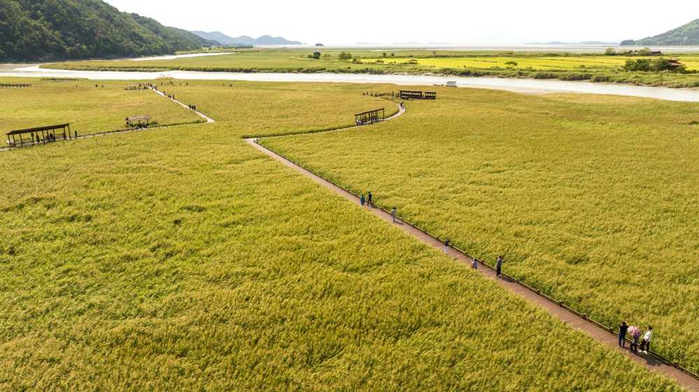 ▲ 순천만습지의 갈대군락 ⓒ순천시