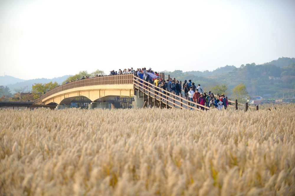 ▲ 순천만습지의 갈대ⓒ