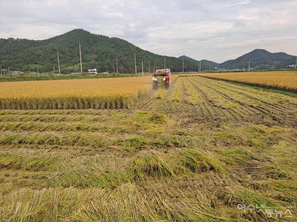 ▲여수 관기리 황금 들녘에서 콤바인이 논을 오가며 벼 수확을 하고 있다.  ⓒ조찬현