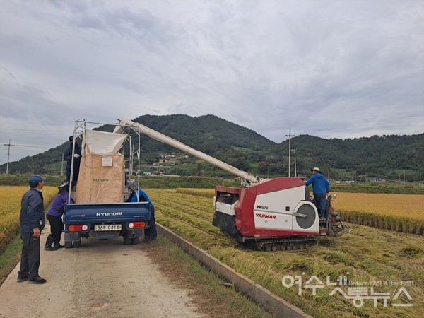 ▲콤바인으로 수확한 벼를 1톤 포대에 담고 있다.  ⓒ조찬현