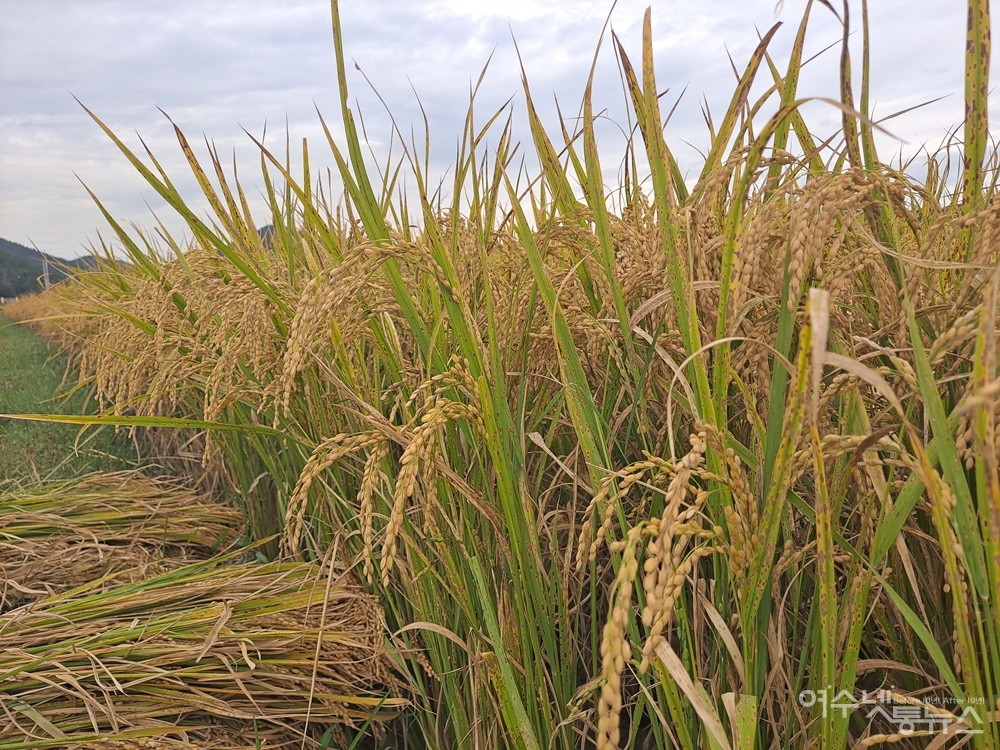▲벼가 알알이 잘 영글었다. 전남의 다른 지역과는 달리 관기리 일대는 평년작을 웃돈다. ⓒ조찬현