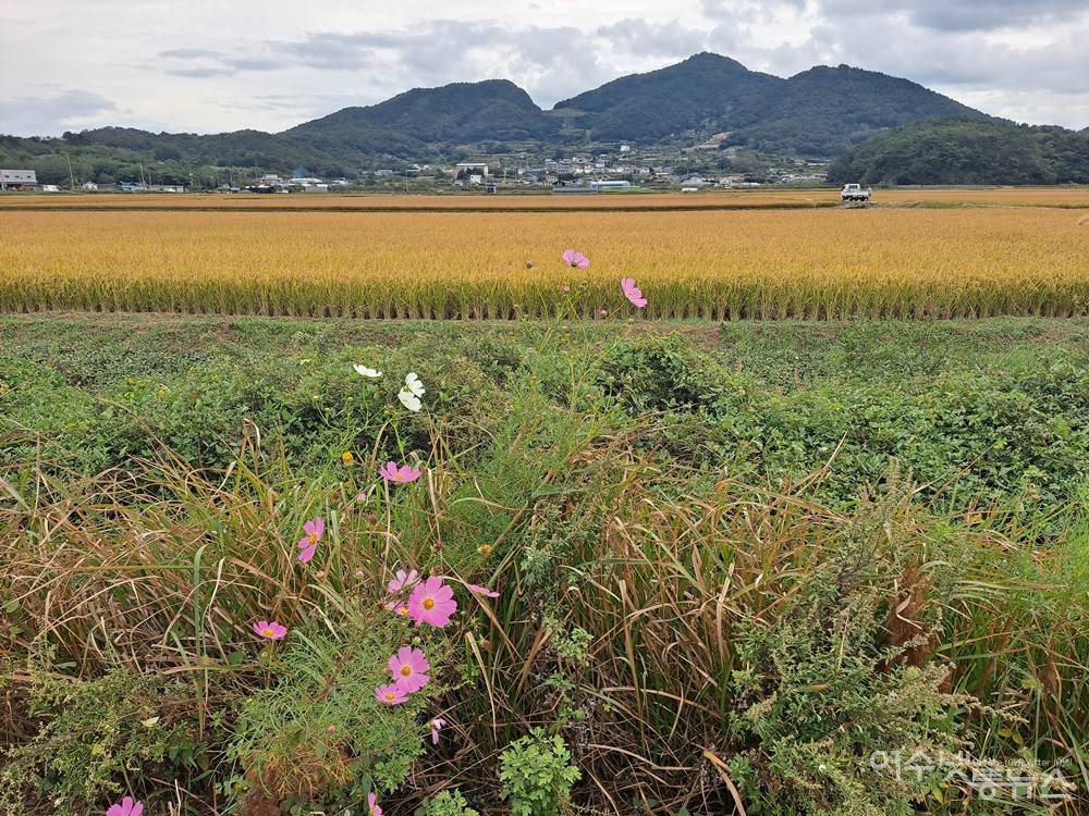 ▲여수 소라면 관기리 황금 들녘 풍경이다. ⓒ조찬현