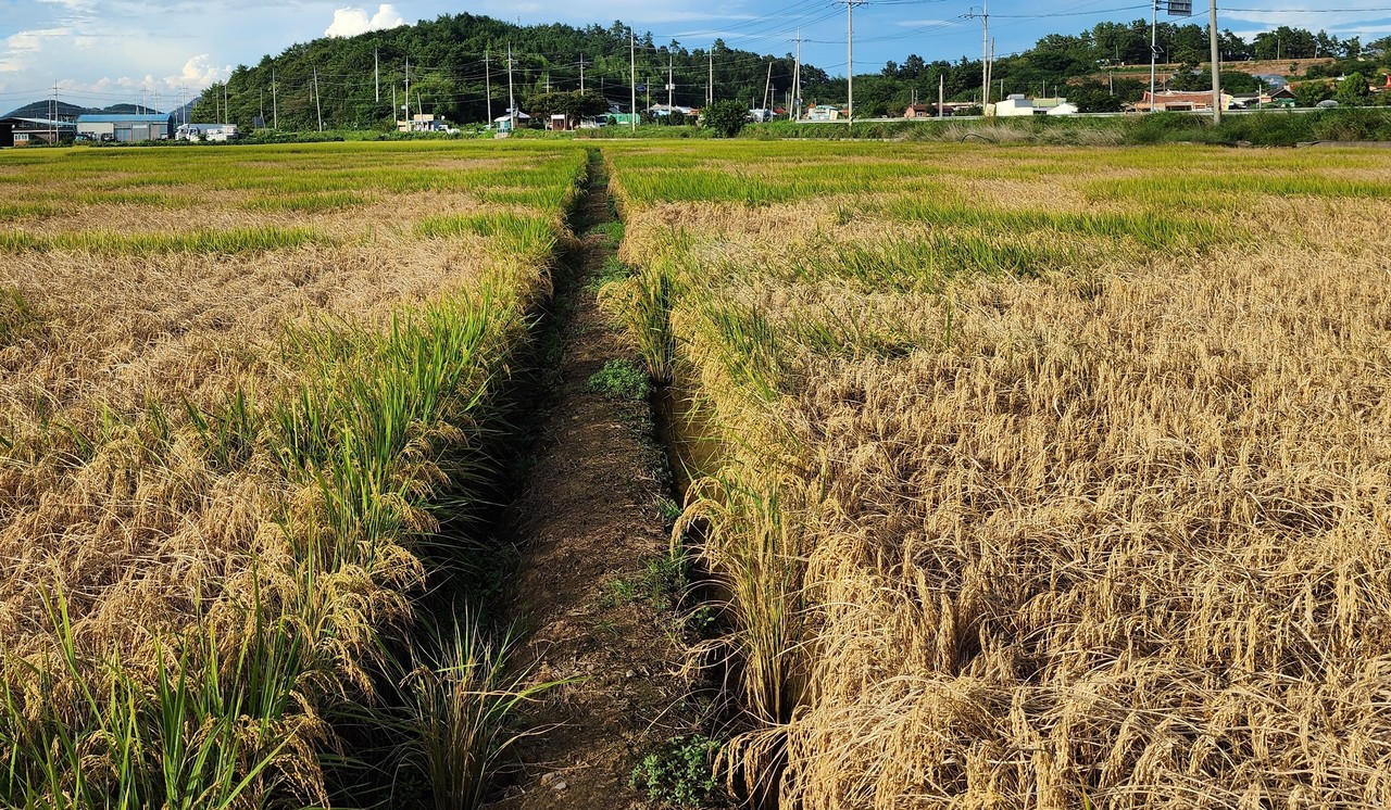 ▲ 벼멸구 피해 ⓒ전남도청