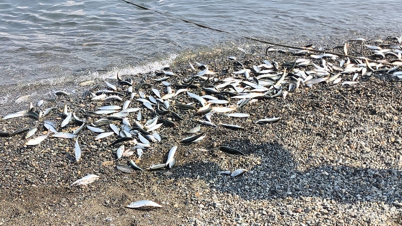 ▲ 만성리 뒤덮은 물고기떼 ⓒ여수타임스제공