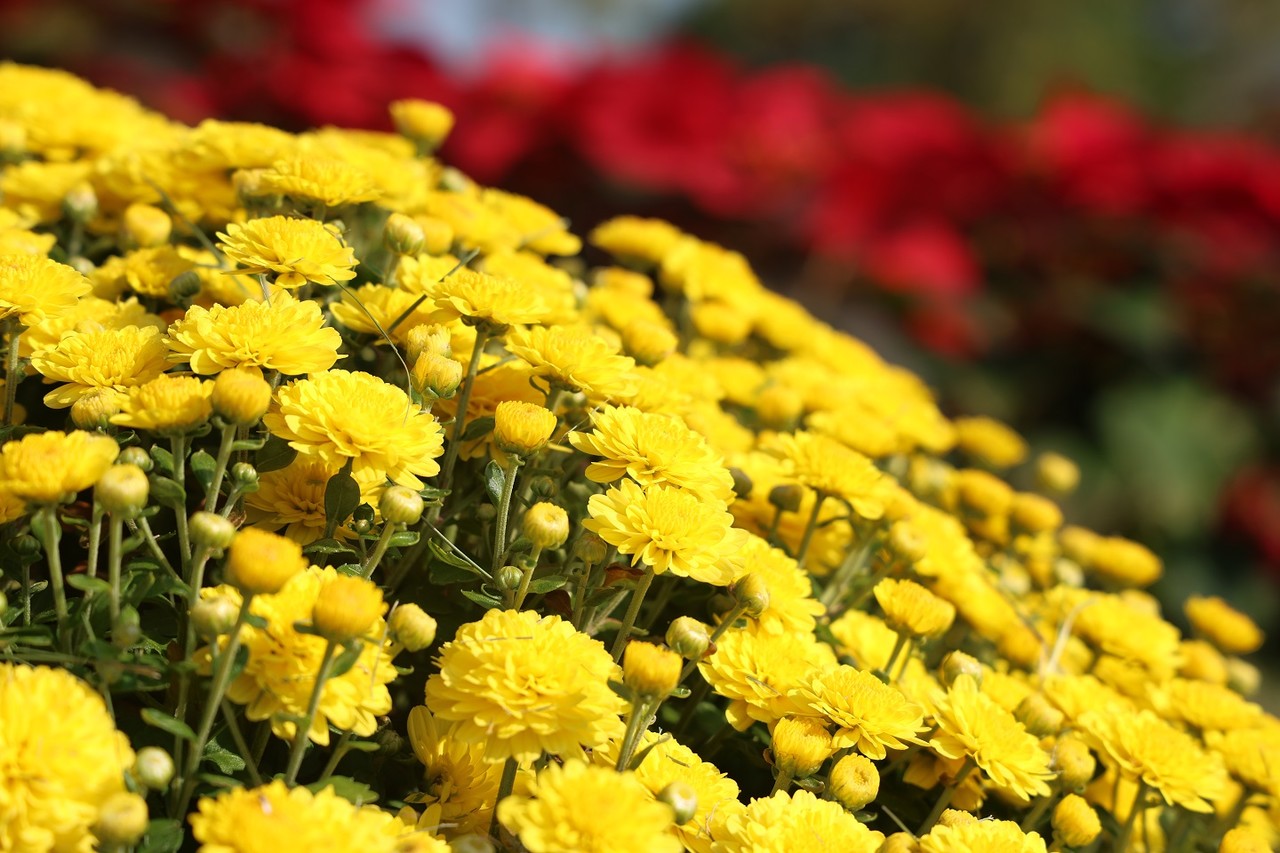 ▲순천만국가정원 국화 ⓒ순천시