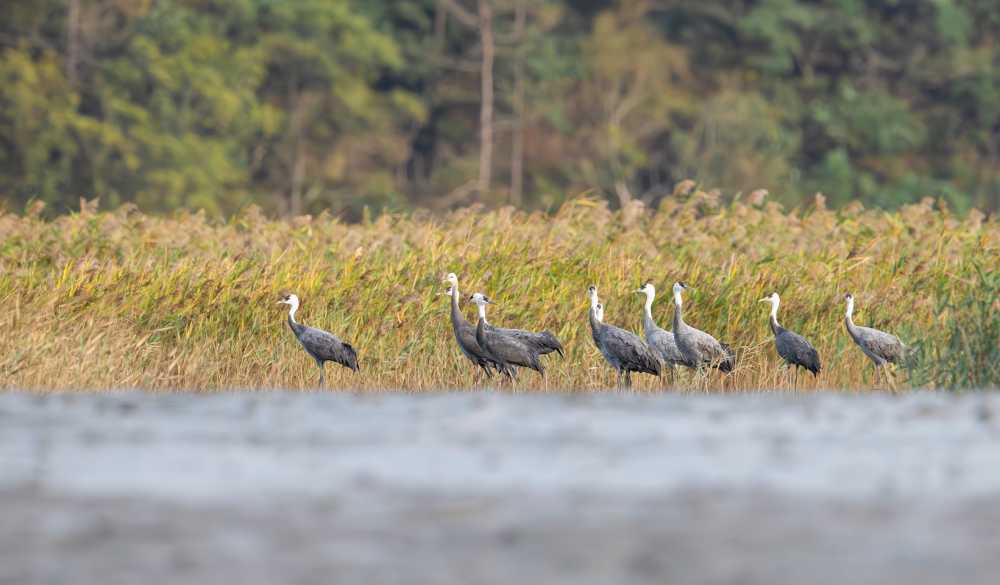 ▲지난 20일 흑두루미 13마리가 순천만에서 월동을 시작했다 . ⓒ순천시