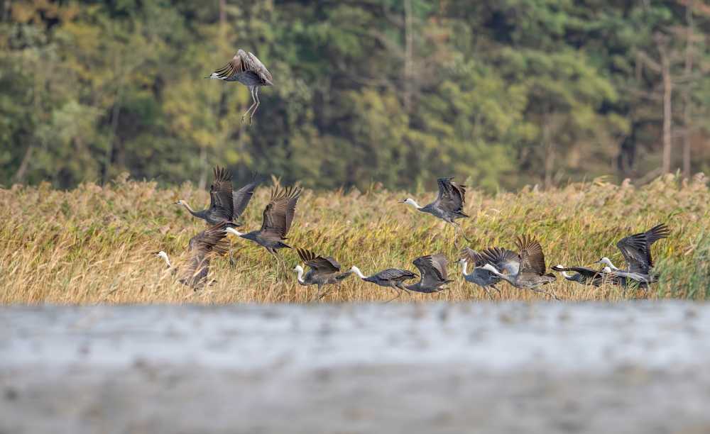 ▲ 지난 20일 흑두루미 13마리가 순천만에서 월동을 시작했다 ⓒ순천시