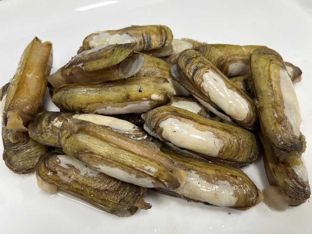 ▲ 가리맛조개 성패 모습 ⓒ전라남도해양수산과학원