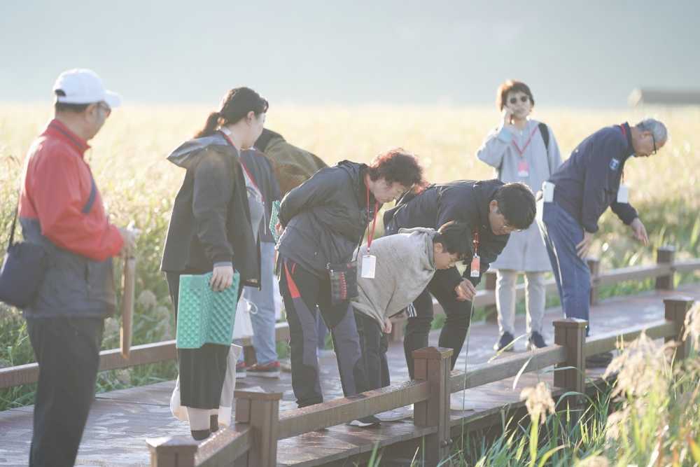 ▲ 순천만습지의 데크길 따라 걷는 새벽무진기행ⓒ순천시