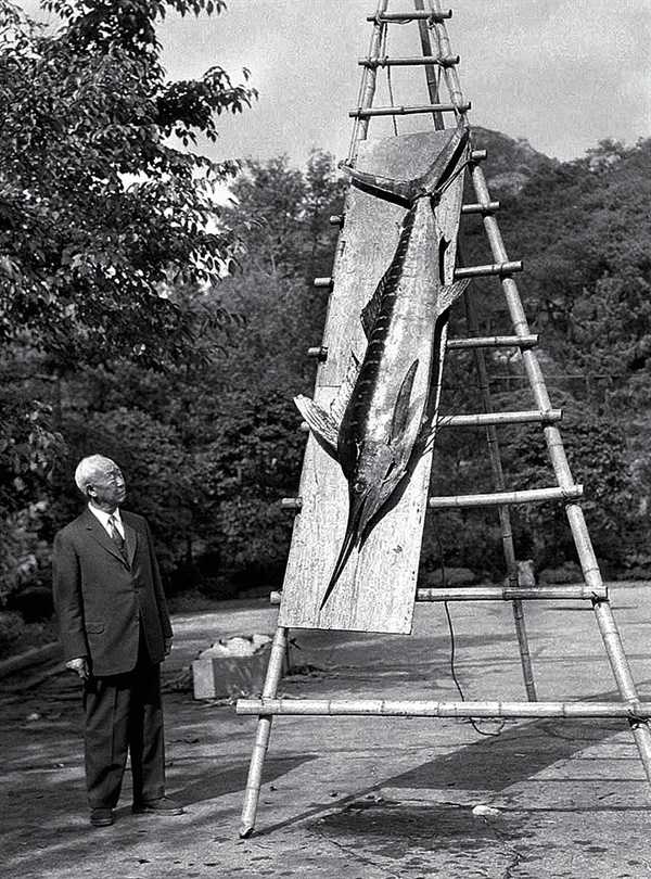 ▲ 경무대에서 이승만 대통령이 청새치를 참치로 잘못 알고 바라보고 있다. ⓒ 한국원양산업협회제공