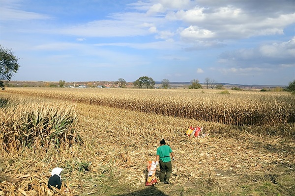 ▲발해 수도인 상경으로 가던 도중에 만난 옥수수 수확 농부들 모습. 끝없이 펼쳐진 들판이 부러웠다. ⓒ 오문수